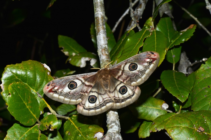 Saturnia pavonia